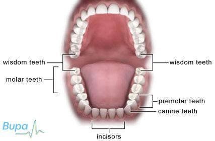 دندان عقل